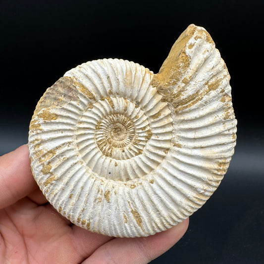 Dichotomosphinctes Ammonite Fossil With Box And Stand - Middle Jurassic Ammonite Madagascar