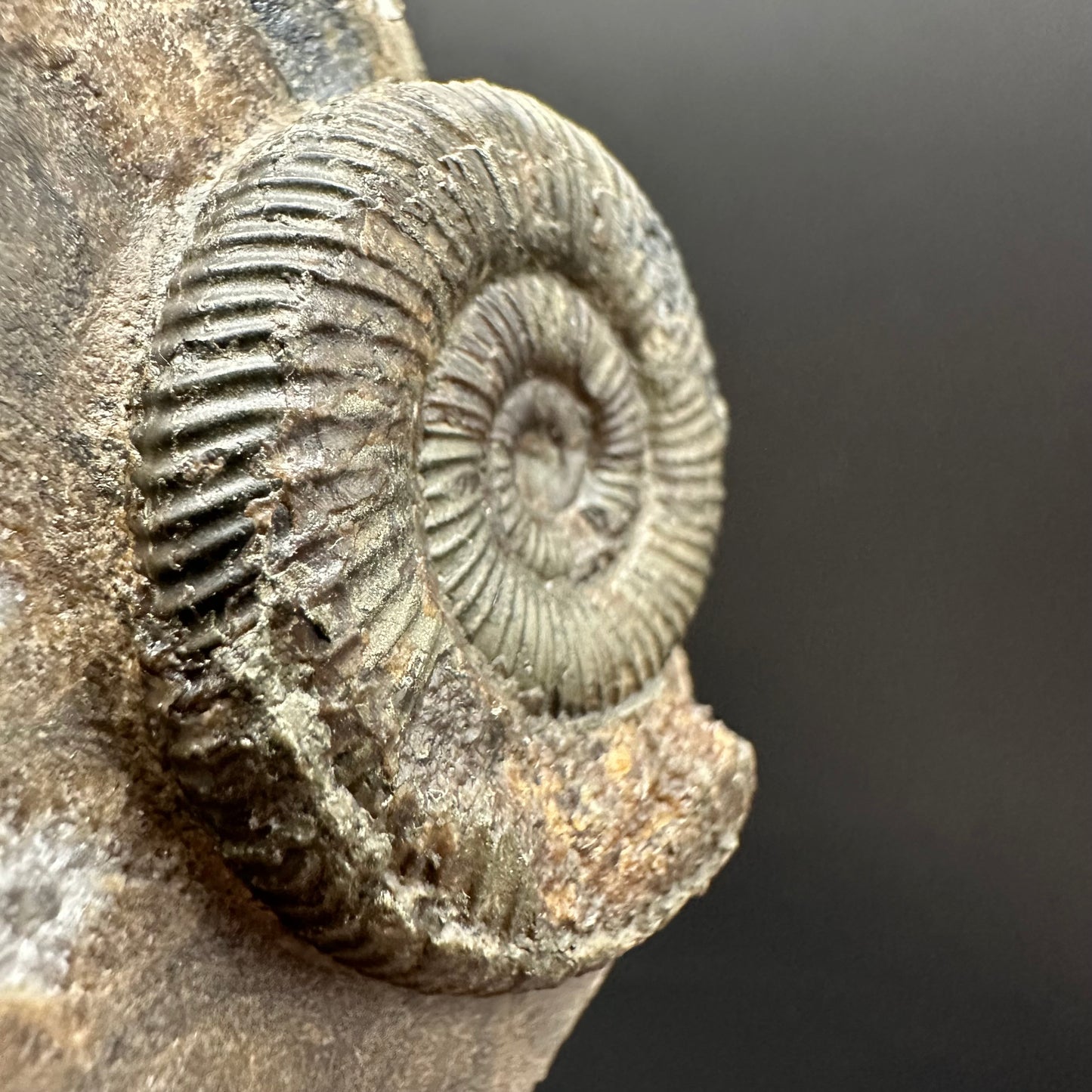 Dactylioceras Ammonite Fossil Gift Set - Whitby, North Yorkshire Jurassic Coast Yorkshire Fossils