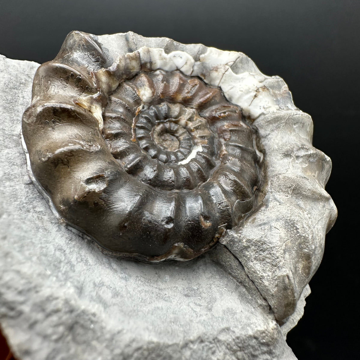 Androgynoceras maculatum ammonite fossil with box and stand - Whitby, North Yorkshire Jurassic Coast Yorkshire Fossils