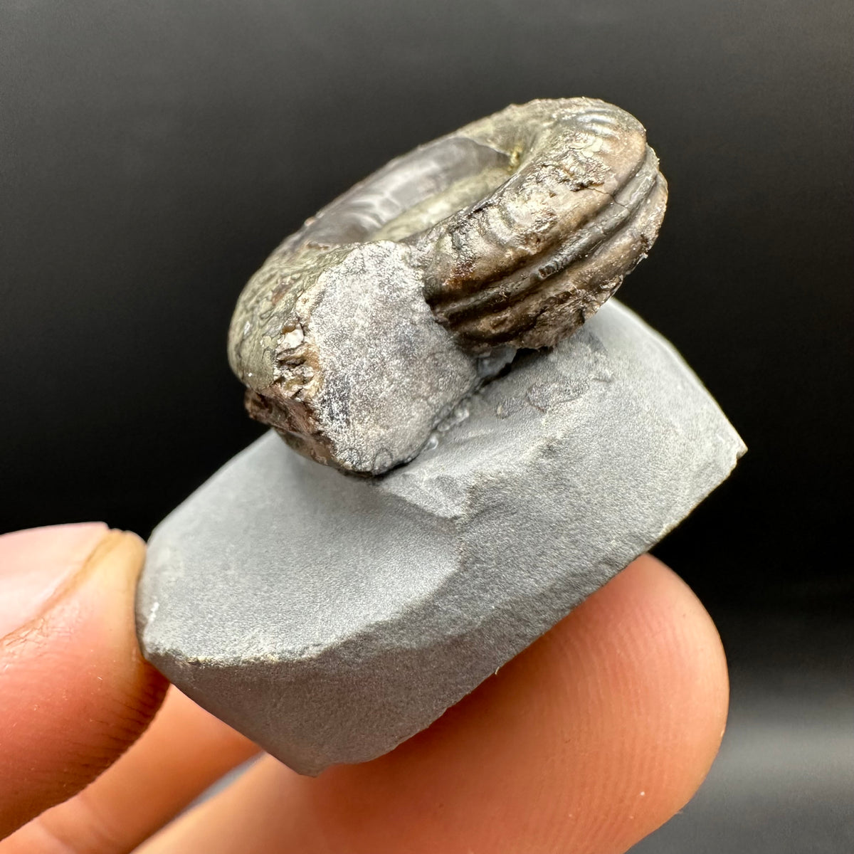 Hildoceras Bifrons Ammonite fossil with stand - Whitby, North Yorkshire Jurassic Coast, Yorkshire Fossils from the Jurassic Coast