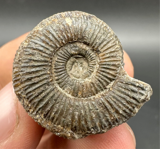 Dactylioceras Ammonite Fossil With box and Stand - Whitby, North Yorkshire Jurassic Coast Yorkshire Fossils