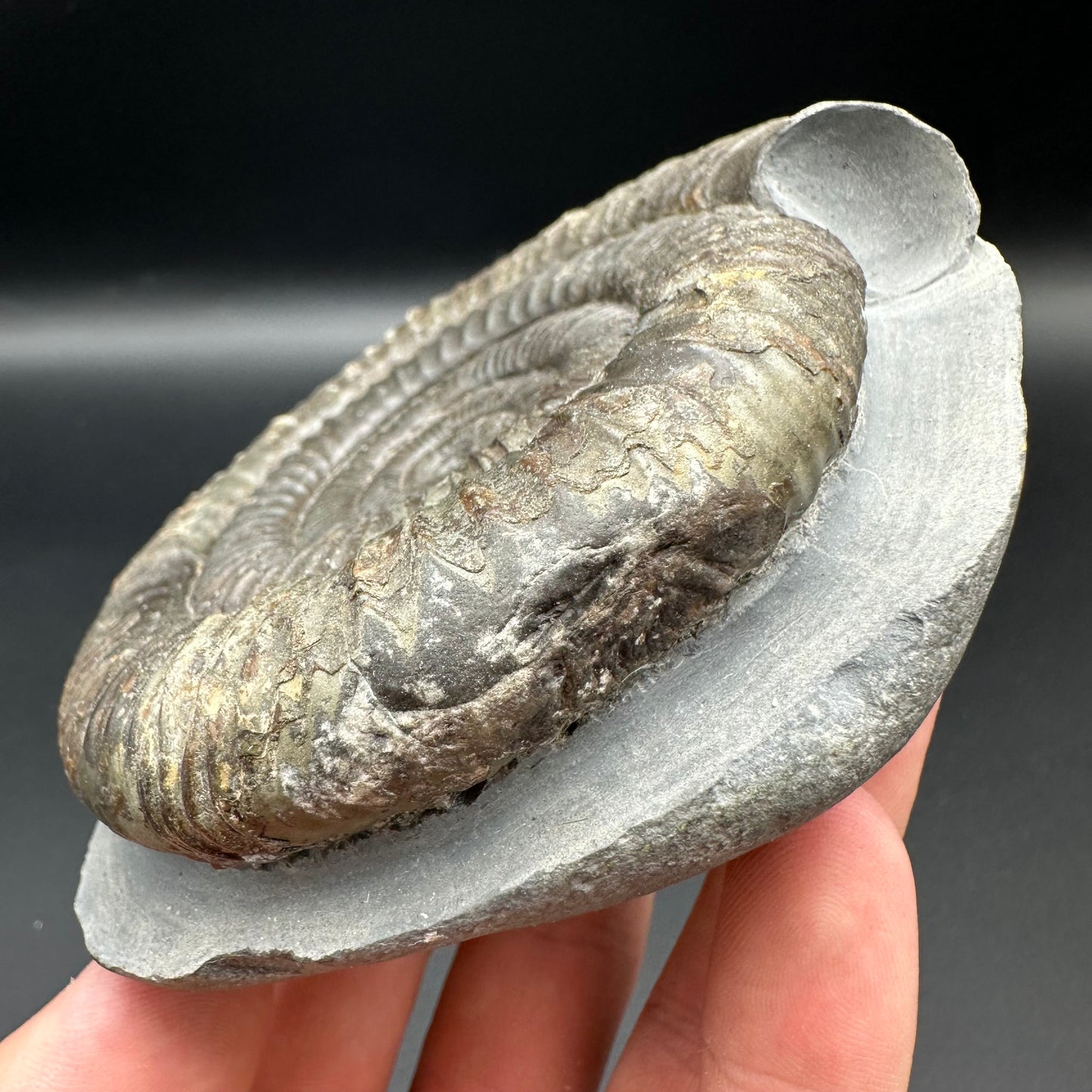 Dactylioceras Ammonite Fossil With Box And Stand - Whitby, North Yorkshire Jurassic Coast Yorkshire Fossils