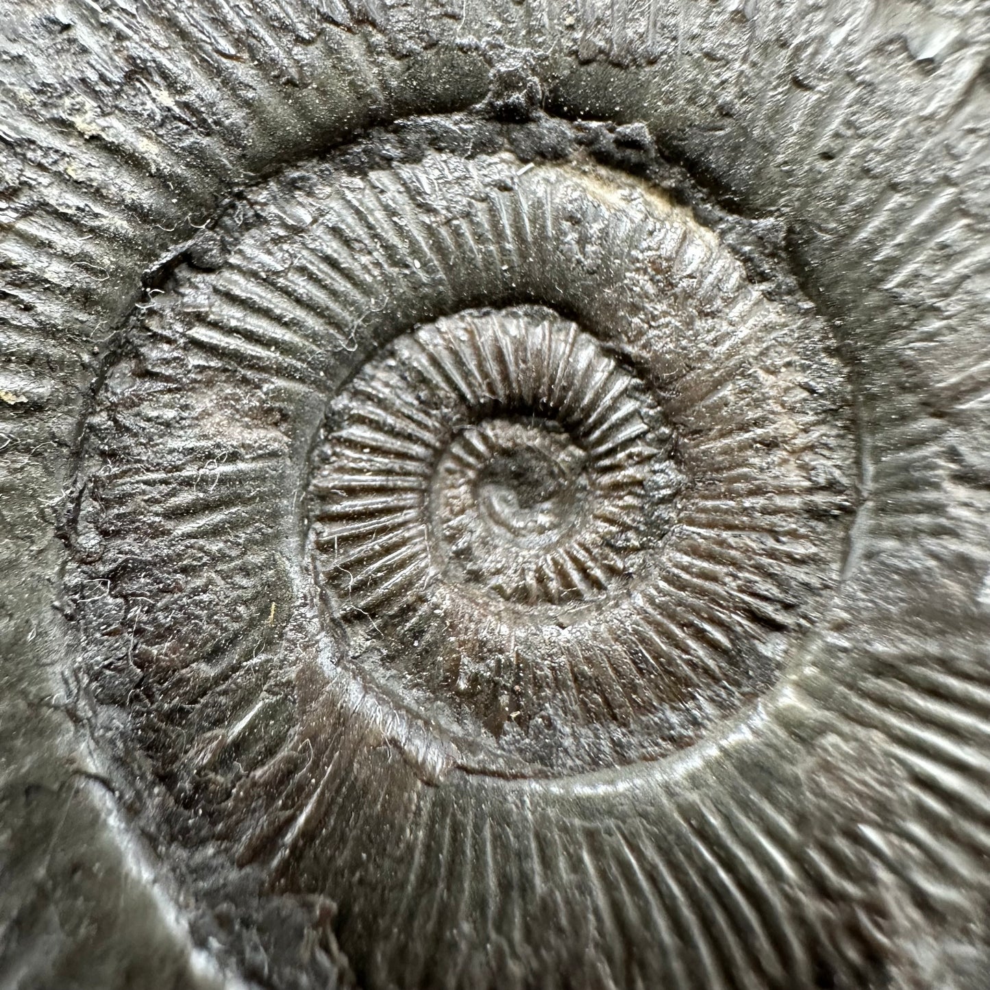 Peronoceras turriculatum Ammonite fossil with box and stand - Whitby, North Yorkshire Jurassic Coast, Yorkshire fossils