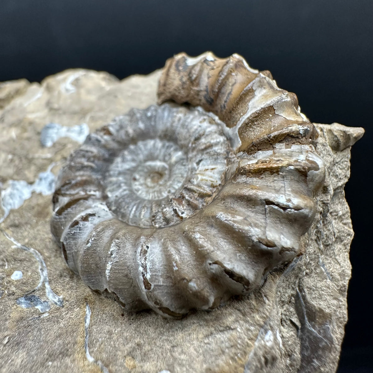 Androgynoceras capricornus Ammonite Fossil With Stand - Whitby, North Yorkshire Jurassic Coast Yorkshire Fossils