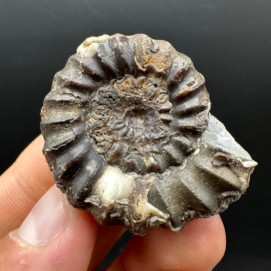 Androgynoceras maculatum ammonite fossil with box and stand - Whitby, North Yorkshire Jurassic Coast Yorkshire Fossils