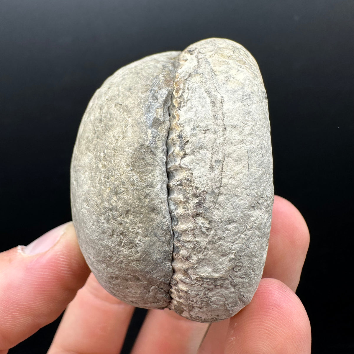 Dactylioceras Ammonite nodule (split pair) Fossil With Box And Stand - Whitby, North Yorkshire Jurassic Coast Yorkshire Fossils