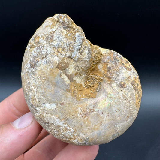 Phylloceras Ammonite Fossil With Box And Stand - Cretaceous Ammonite Madagascar