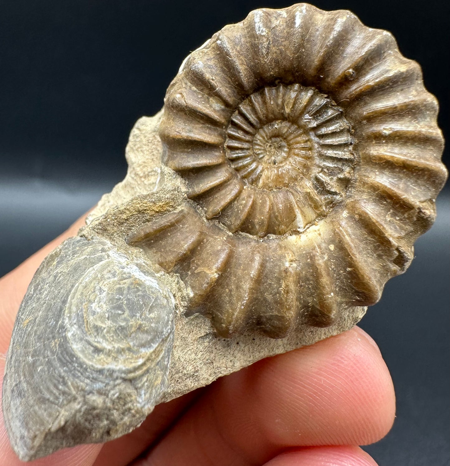 Androgynoceras capricornus Ammonite fossil with box and stand - Whitby, North Yorkshire Jurassic Coast Yorkshire Fossils