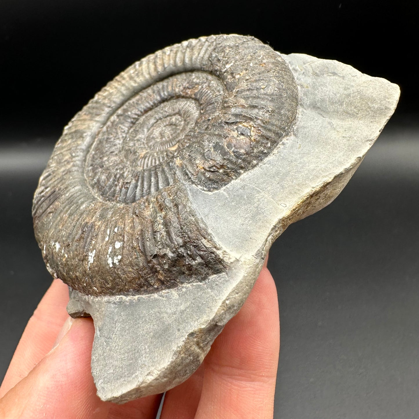 Dactylioceras Ammonite Fossil With Box And Stand - Whitby, North Yorkshire Jurassic Coast Yorkshire Fossils