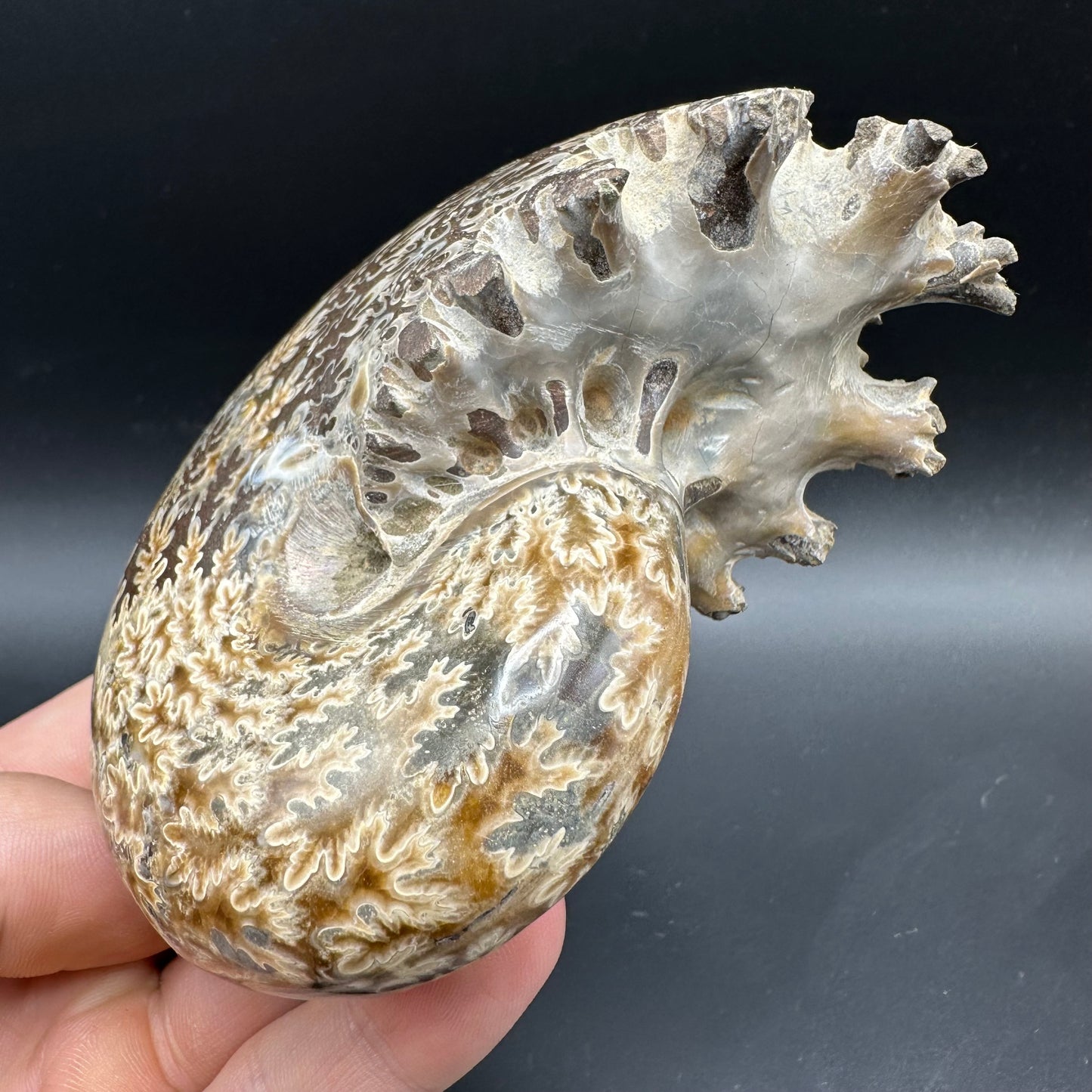 Phylloceras Ammonite Fossil With Box And Stand - Cretaceous Ammonite Madagascar