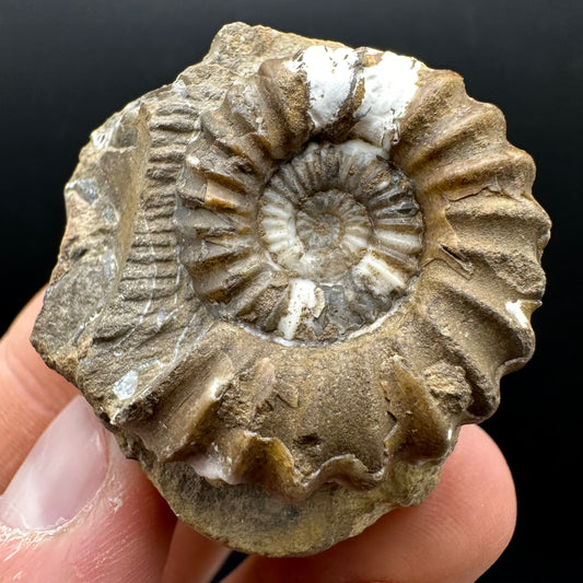 Androgynoceras capricornus Ammonite Fossil With Stand - Whitby, North Yorkshire Jurassic Coast Yorkshire Fossils