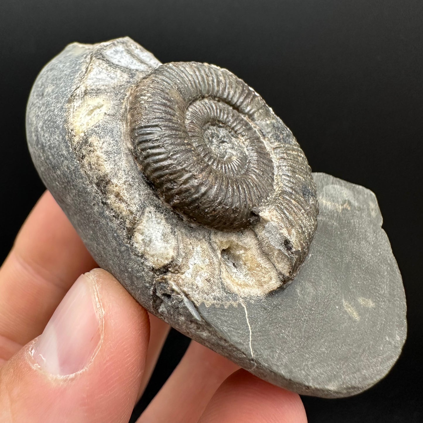 Dactylioceras Ammonite Fossil Gift Set - Whitby, North Yorkshire Jurassic Coast Yorkshire Fossils