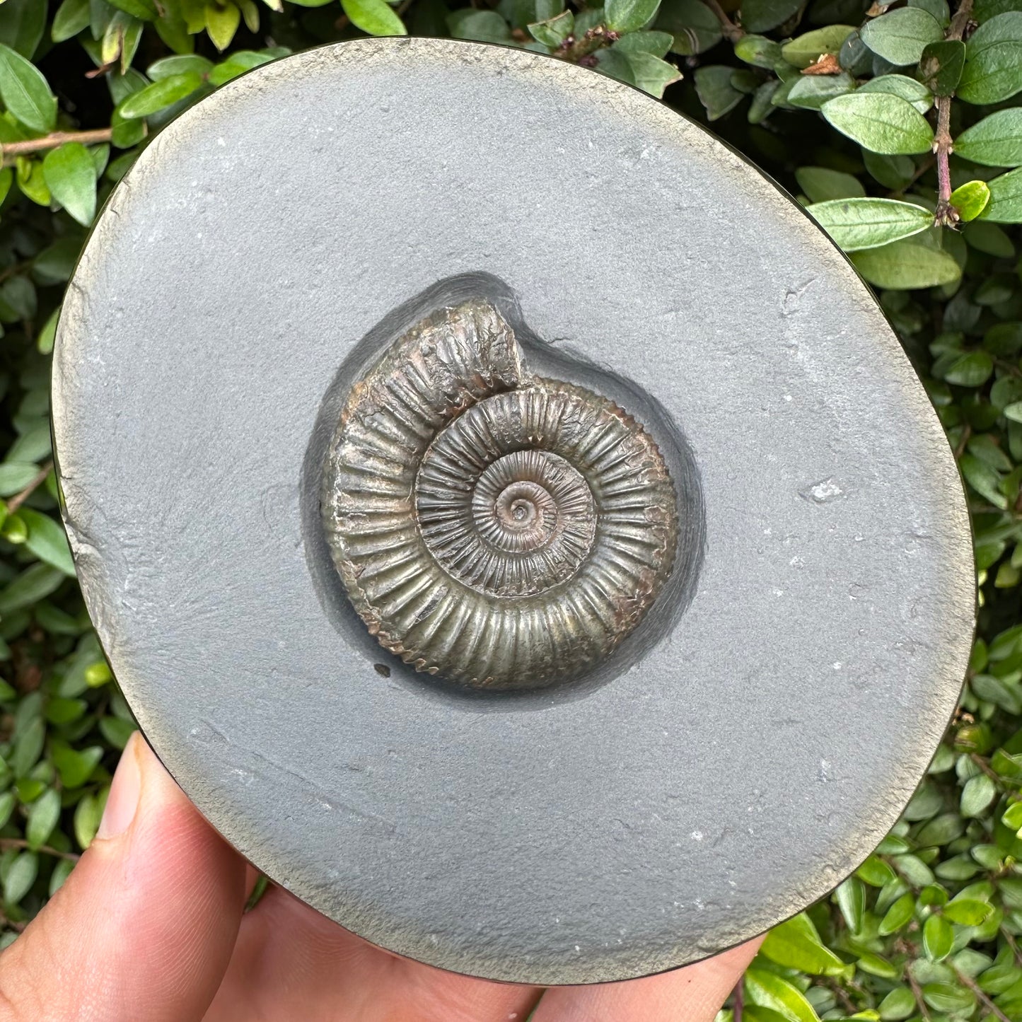 Golden Egg (IMPLANT) Ammonite fossil with stand - Whitby, North Yorkshire Jurassic Coast