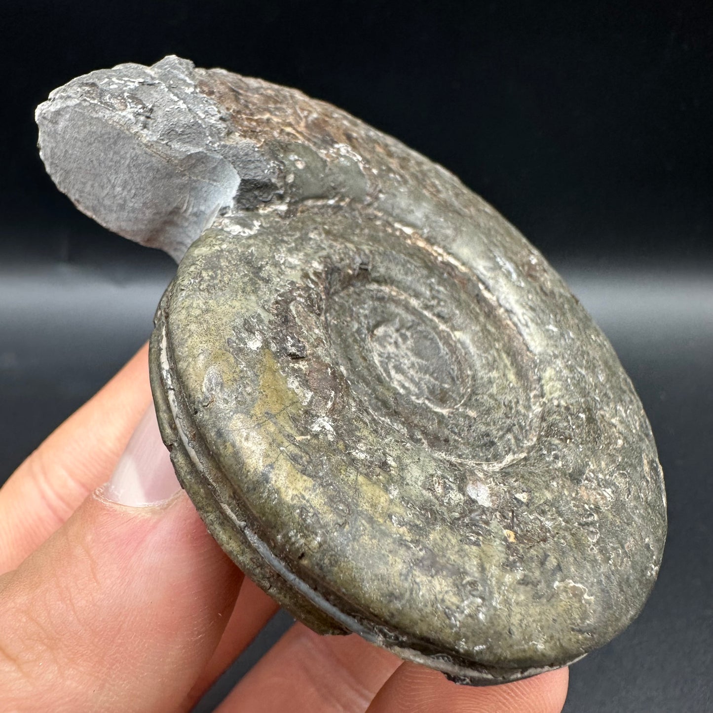 Hildoceras semipolitum Ammonite fossil with box and stand - Whitby, North Yorkshire Jurassic Coast, Yorkshire Fossils from the Jurassic Coast