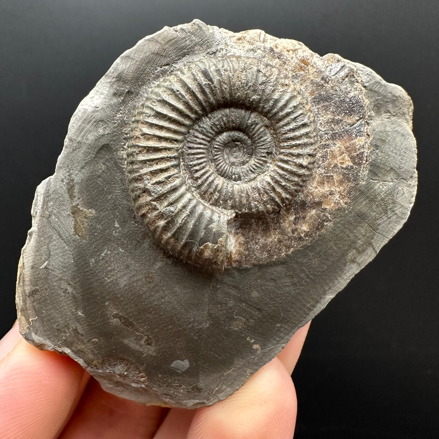 Dactylioceras Ammonite Fossil Gift Set - Whitby, North Yorkshire Jurassic Coast Yorkshire Fossils