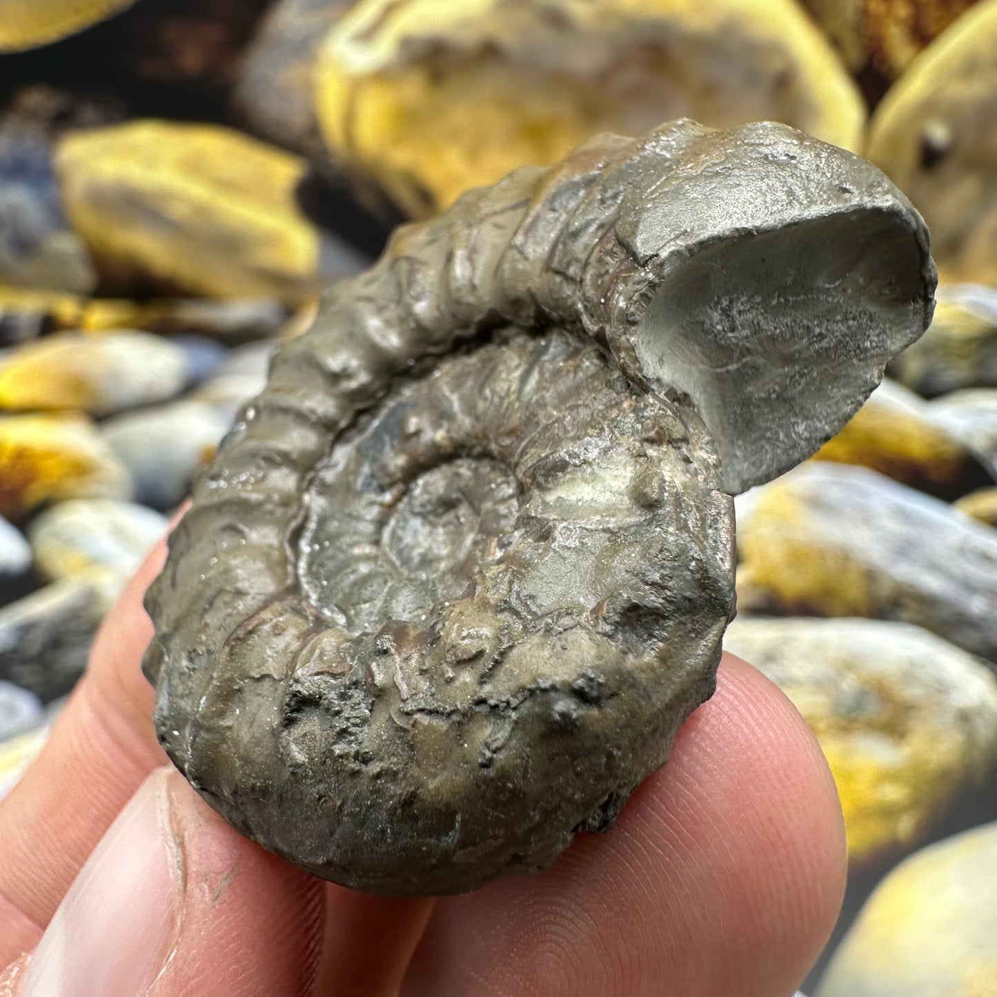Agassiceras sp. ammonite fossil - Whitby, North Yorkshire