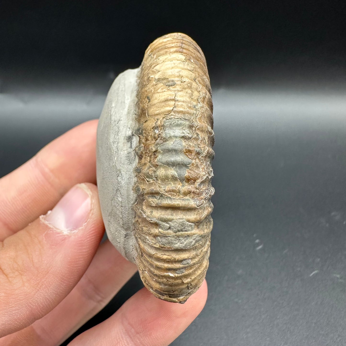 Fully Shelled Dactylioceras Ammonite Fossil With Box And Stand - Whitby, North Yorkshire Jurassic Coast Yorkshire Fossils