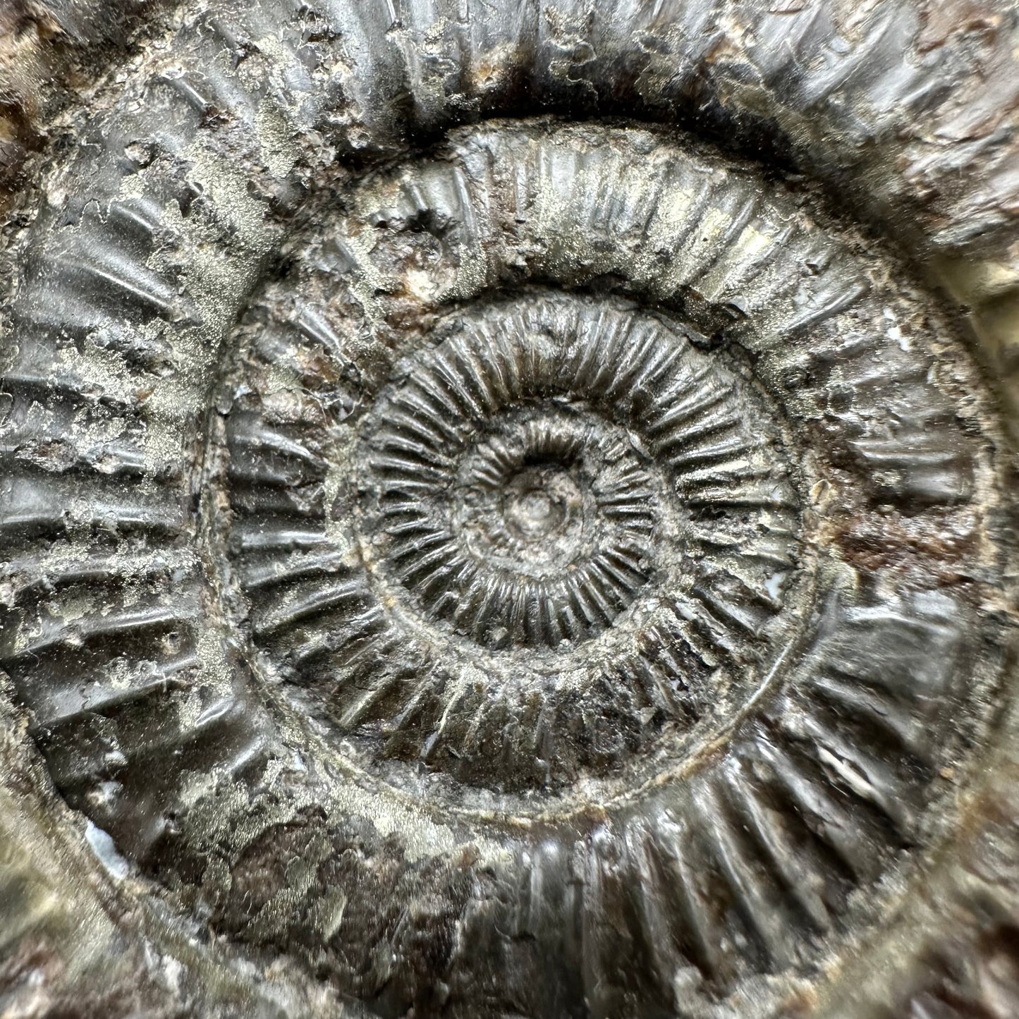 Dactylioceras Ammonite Fossil With Box And Stand - Whitby, North Yorkshire Jurassic Coast Yorkshire Fossils