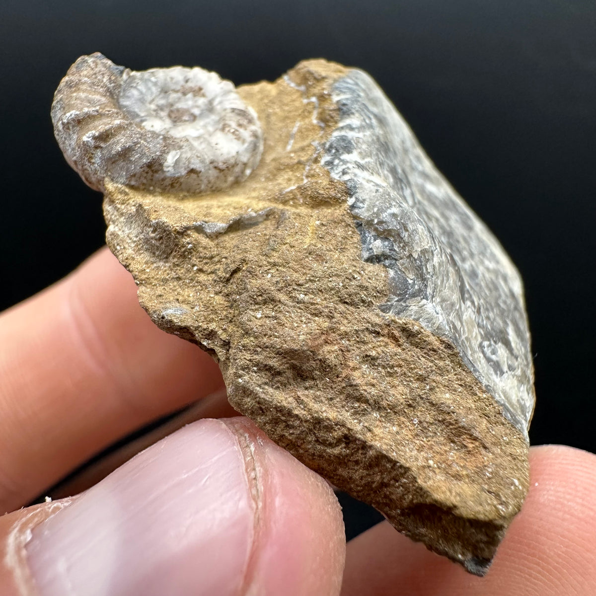 Androgynoceras capricornus Ammonite Fossil With Stand - Whitby, North Yorkshire Jurassic Coast Yorkshire Fossils