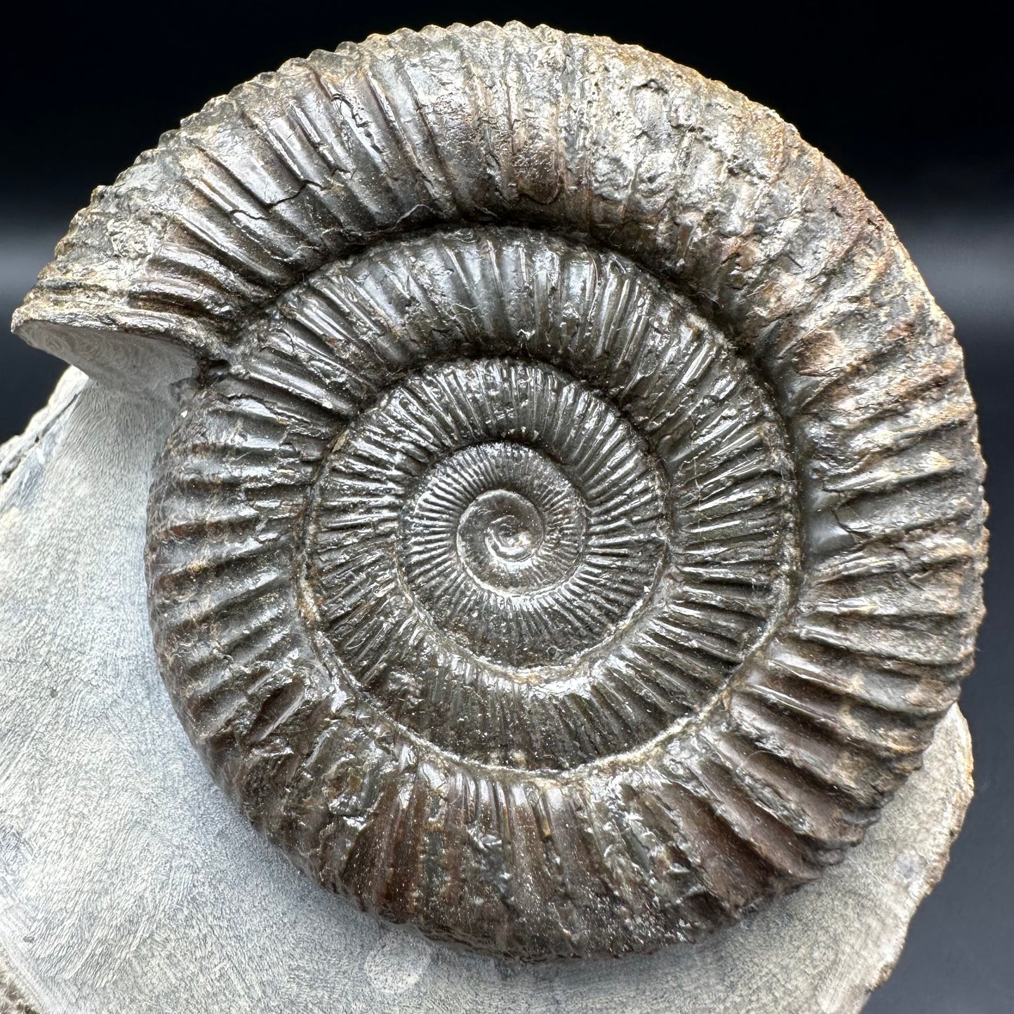 Dactylioceras Ammonite Fossil With Box And Stand - Whitby, North Yorkshire Jurassic Coast Yorkshire Fossils