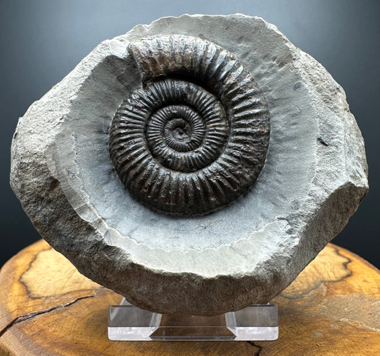 Dactylioceras Ammonite Fossil With box and Stand - Whitby, North Yorkshire Jurassic Coast Yorkshire Fossils