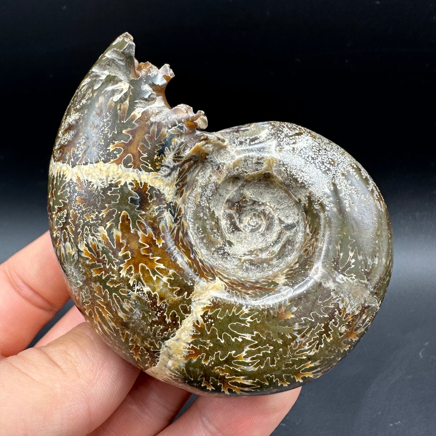 Puzosia Ammonite Fossil With Box And Stand - Cretaceous Ammonite Madagascar
