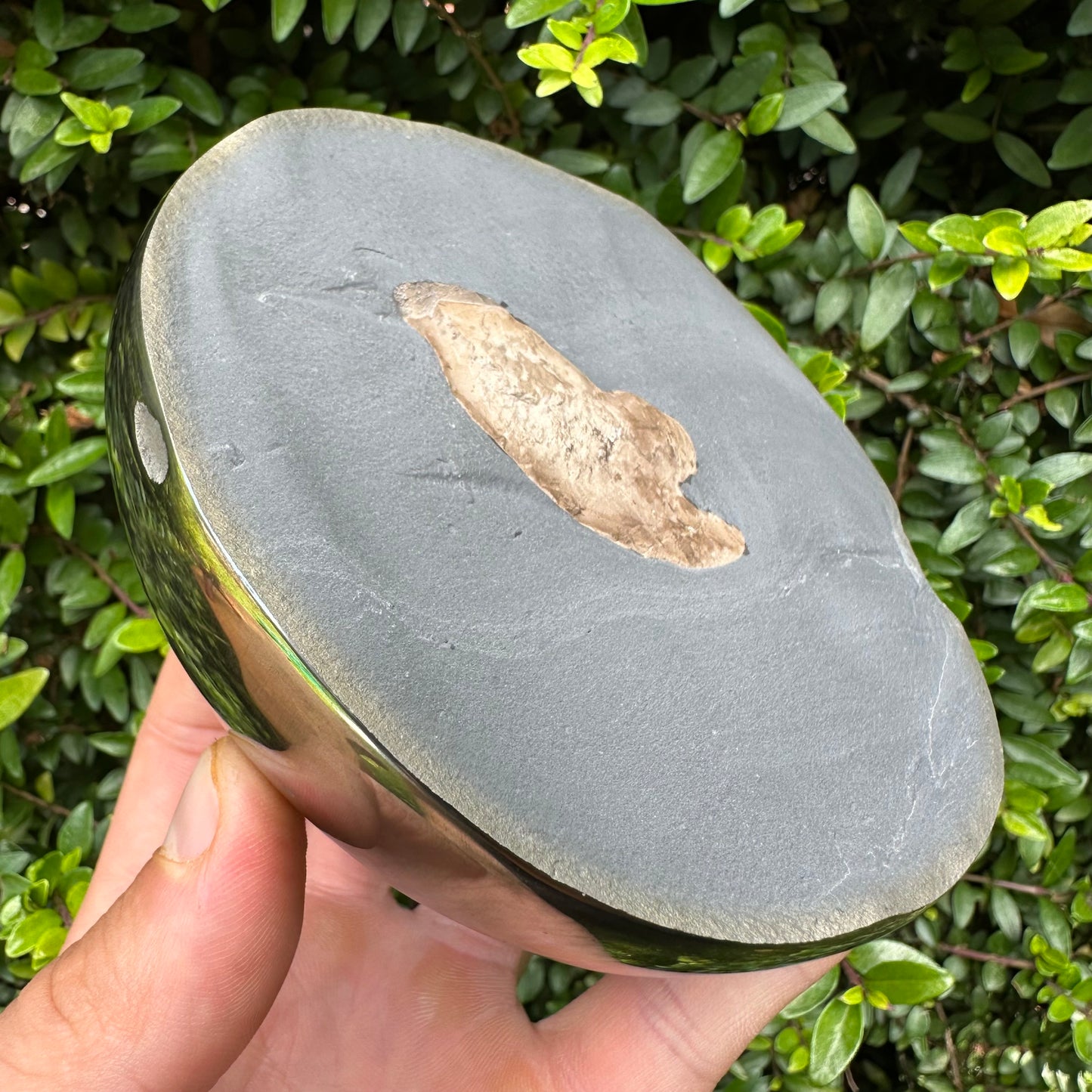Golden Egg (GENUINE) Coprolite Fossil With Stand - Whitby, North Yorkshire Jurassic Coast Yorkshire Fossils