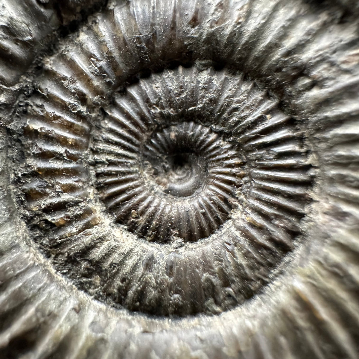 Dactylioceras Ammonite Fossil With box and Stand - Whitby, North Yorkshire Jurassic Coast Yorkshire Fossils