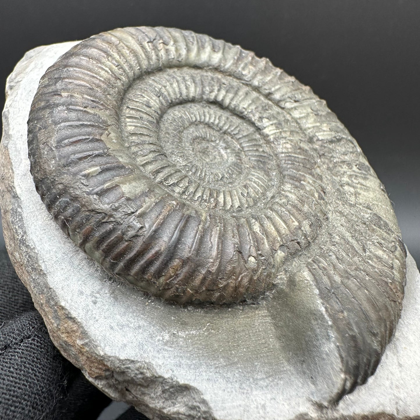 Dactylioceras Ammonite Fossil With Box And Stand - Whitby, North Yorkshire Jurassic Coast Yorkshire Fossils