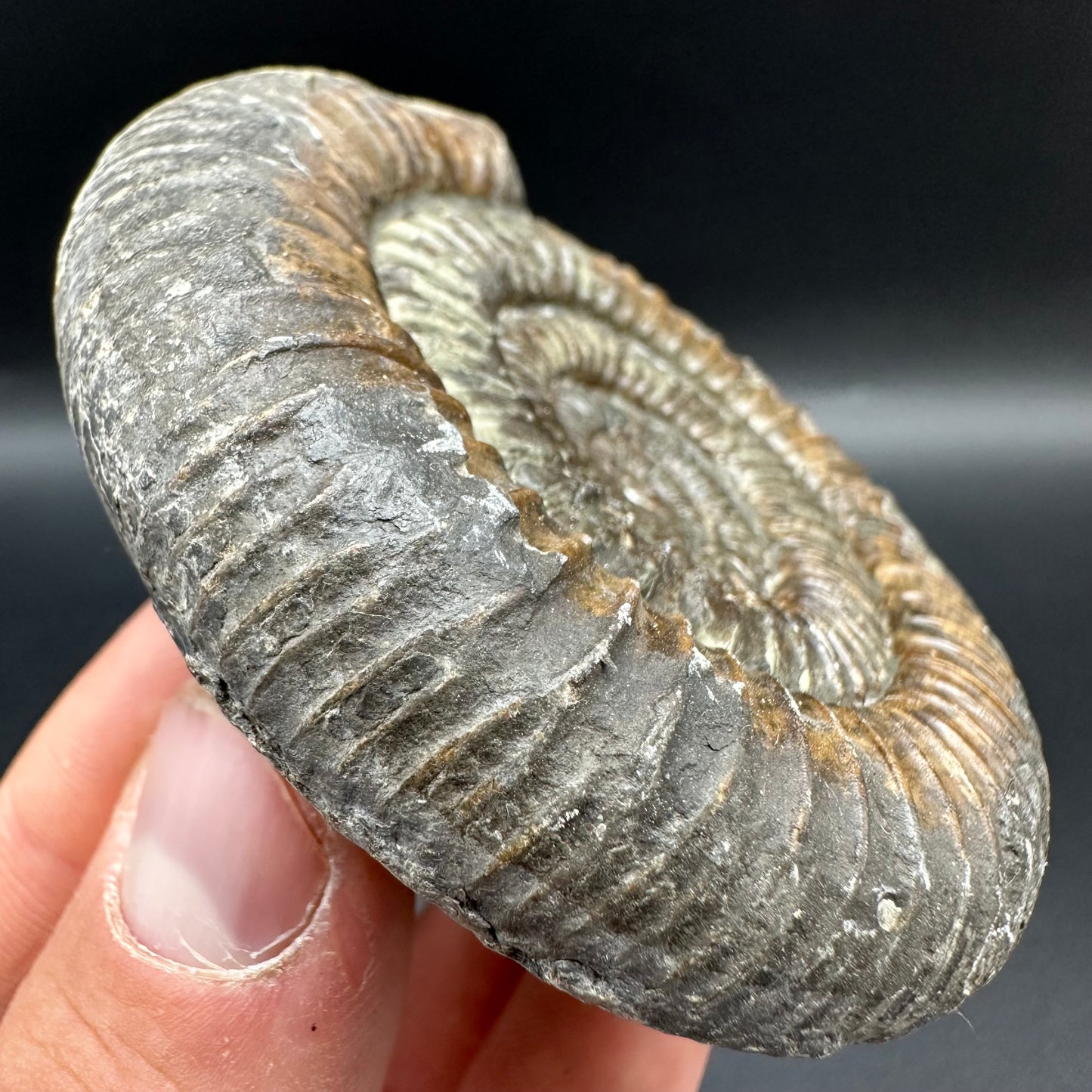 Dactylioceras Ammonite Fossil With Box And Stand - Whitby, North Yorkshire Jurassic Coast Yorkshire Fossils