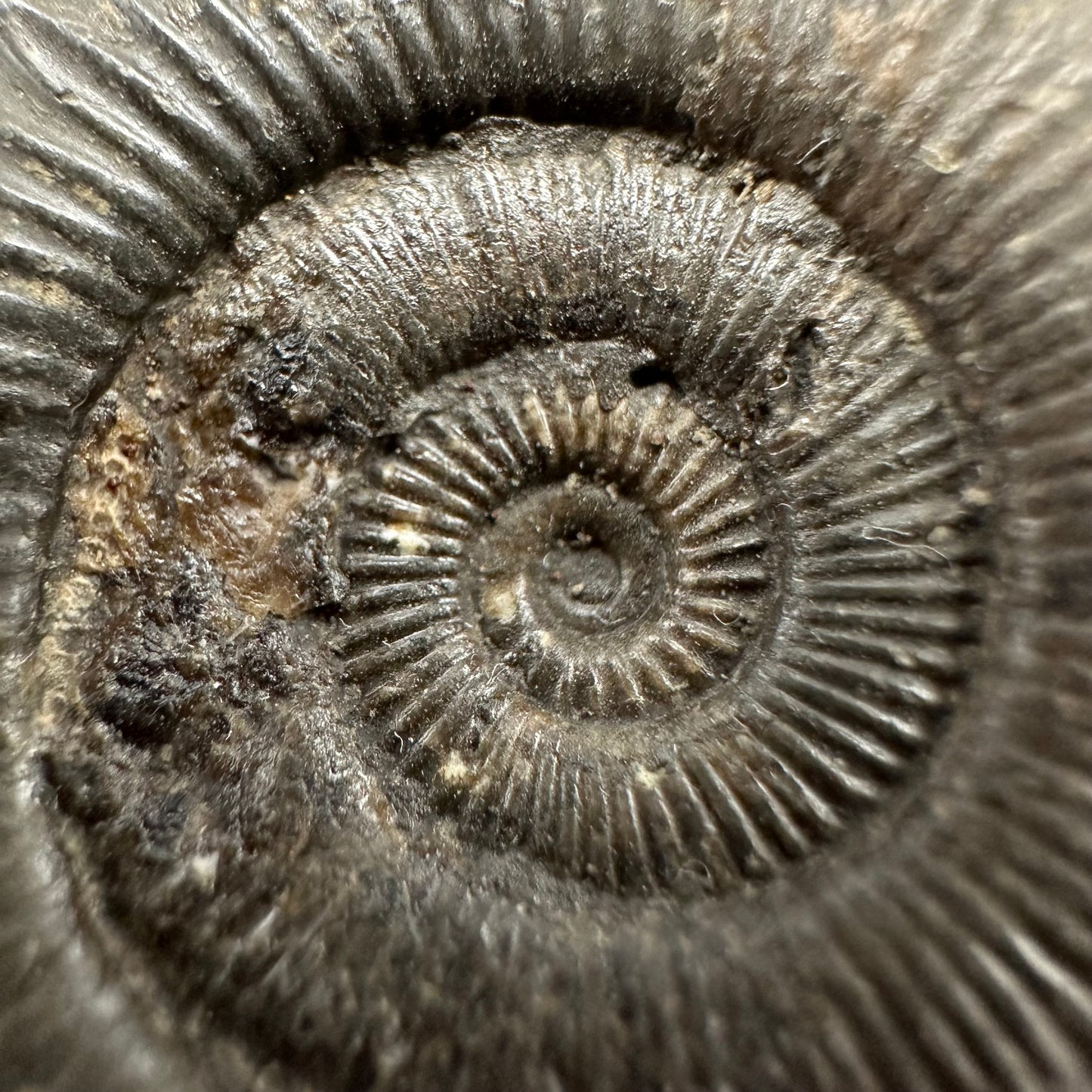 Peronoceras turriculatum Ammonite fossil with box and stand - Whitby, North Yorkshire Jurassic Coast, Yorkshire fossils