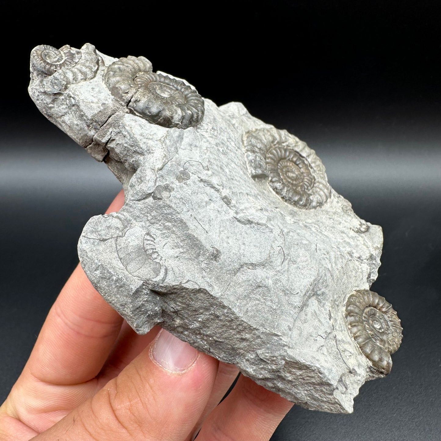 Arnioceras ammonite shell fossil with box and stand - Whitby, North Yorkshire Jurassic Coast Yorkshire Fossils