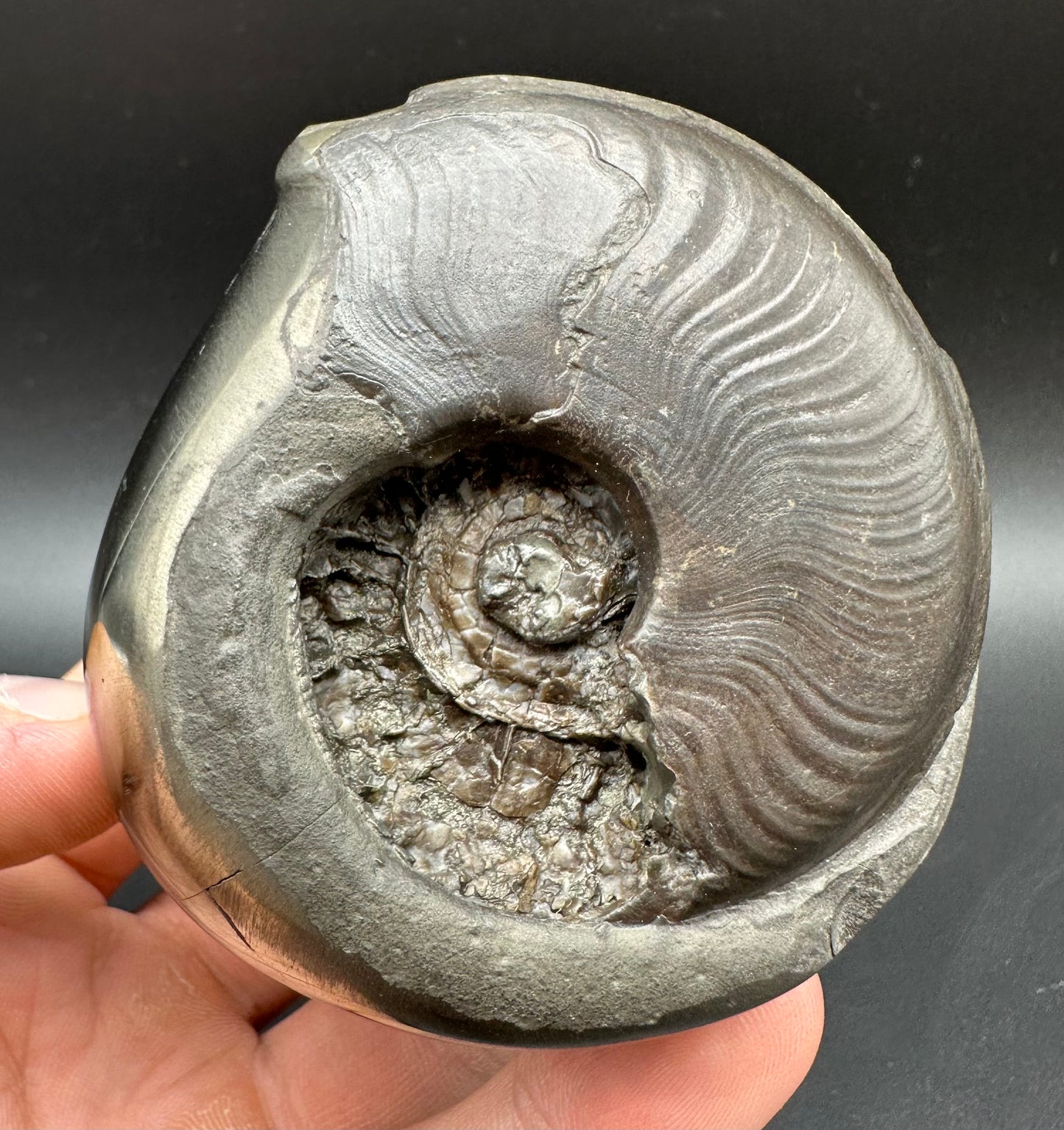 Golden Egg (GENUINE) Ammonite Fossil With Stand - Whitby, North Yorkshire Jurassic Coast Yorkshire Fossils