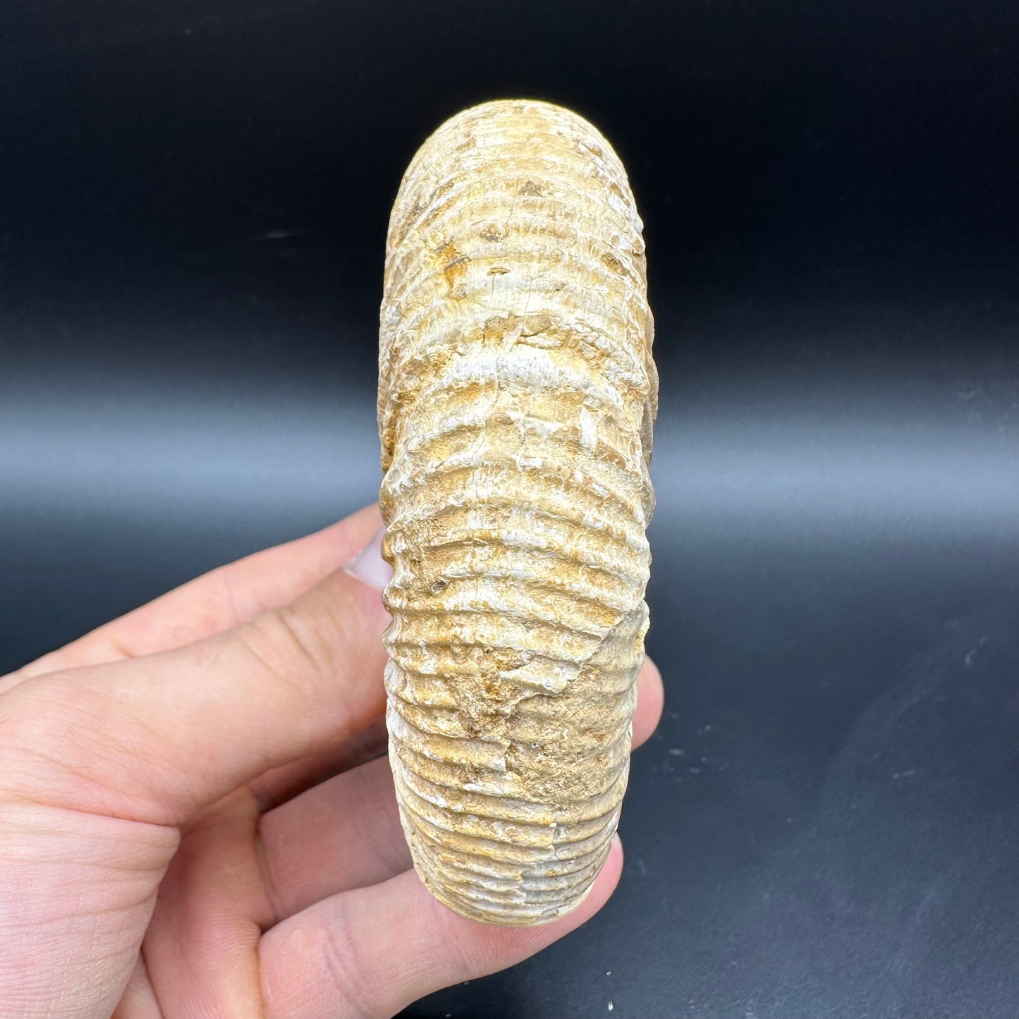 Dichotomosphinctes Ammonite Fossil With Box And Stand - Middle Jurassic Ammonite Madagascar