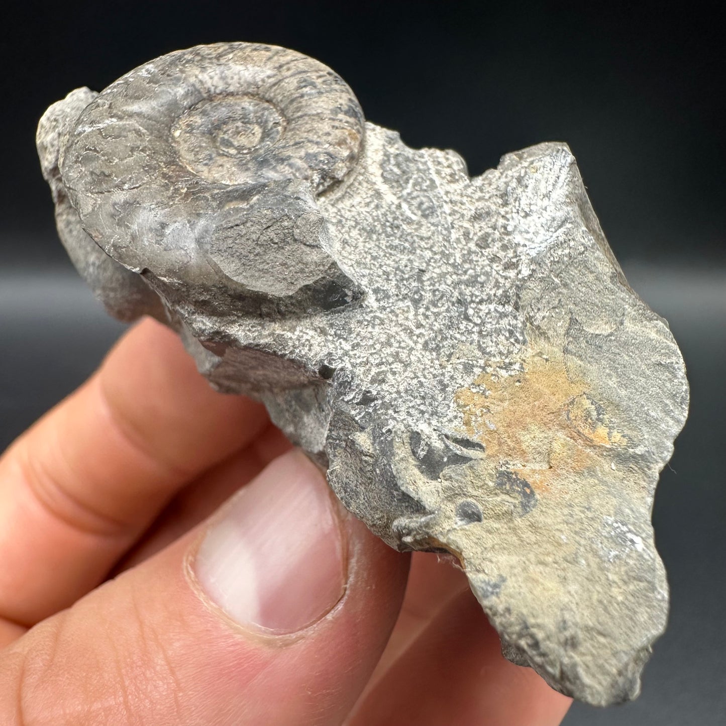 Grammoceras thoaurense Ammonite shell fossil with box and stand - Whitby, North Yorkshire, Yorkshire Fossils from the Jurassic Coast