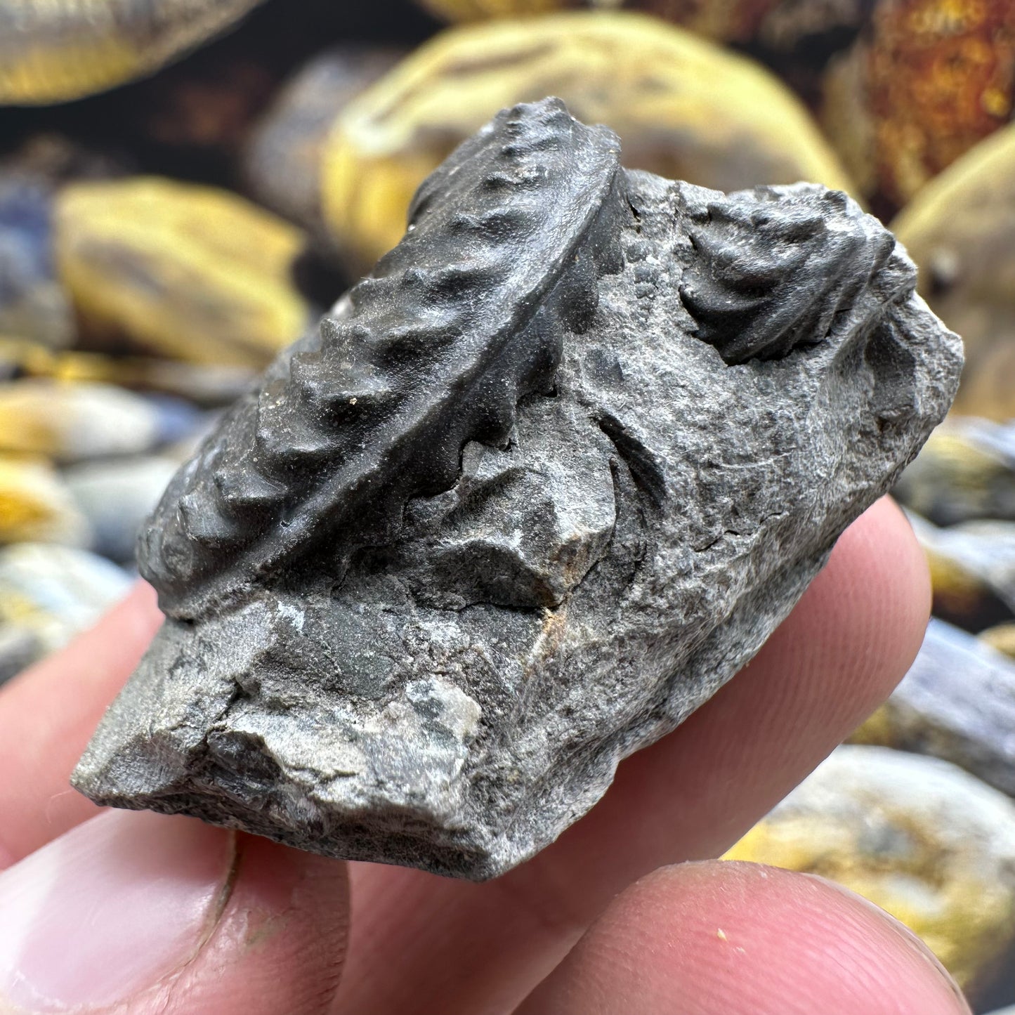 Pleuroceras hawskerense ammonite fossil - Whitby, North Yorkshire Jurassic Coast, Yorkshire fossils