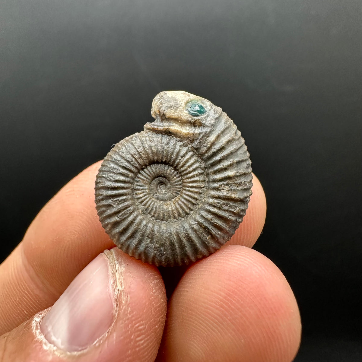 Snakestone Ammonite Fossil With Bag/Box And Stand - Whitby, North Yorkshire Jurassic Coast Yorkshire Fossils