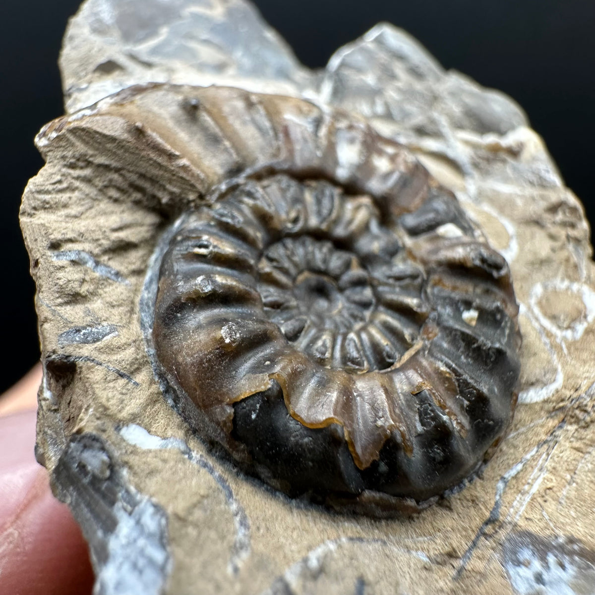 Amaltheus subnodosus Ammonite fossil with stand - Whitby, North Yorkshire Jurassic Coast Yorkshire Fossils