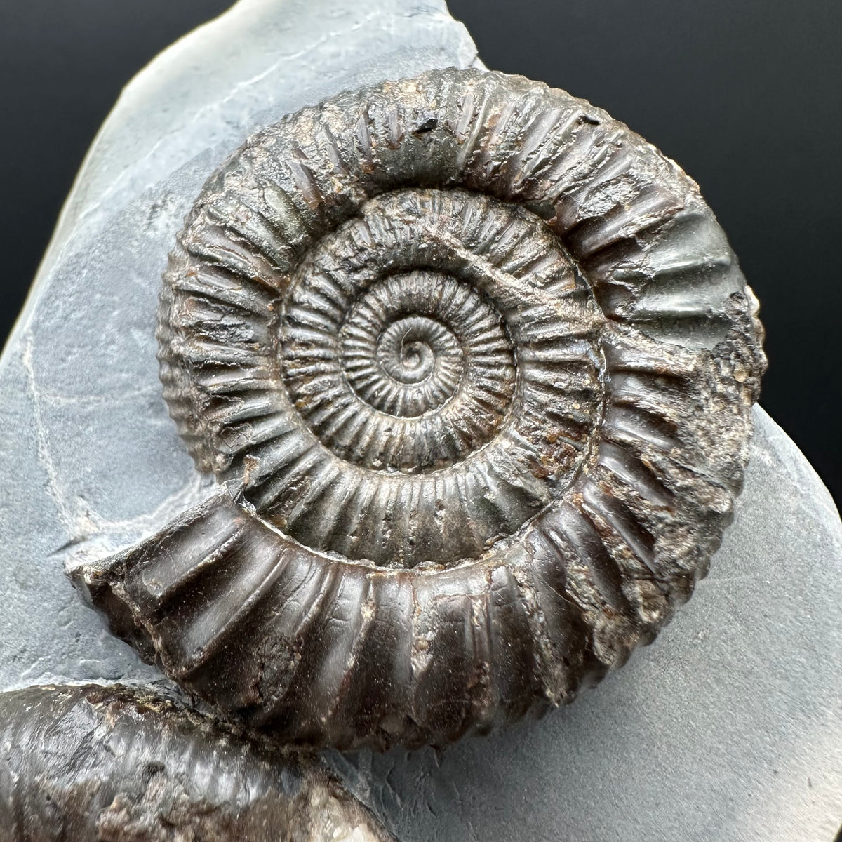 Dactylioceras Ammonite Fossil With Stand - Whitby, North Yorkshire Jurassic Coast Yorkshire Fossils