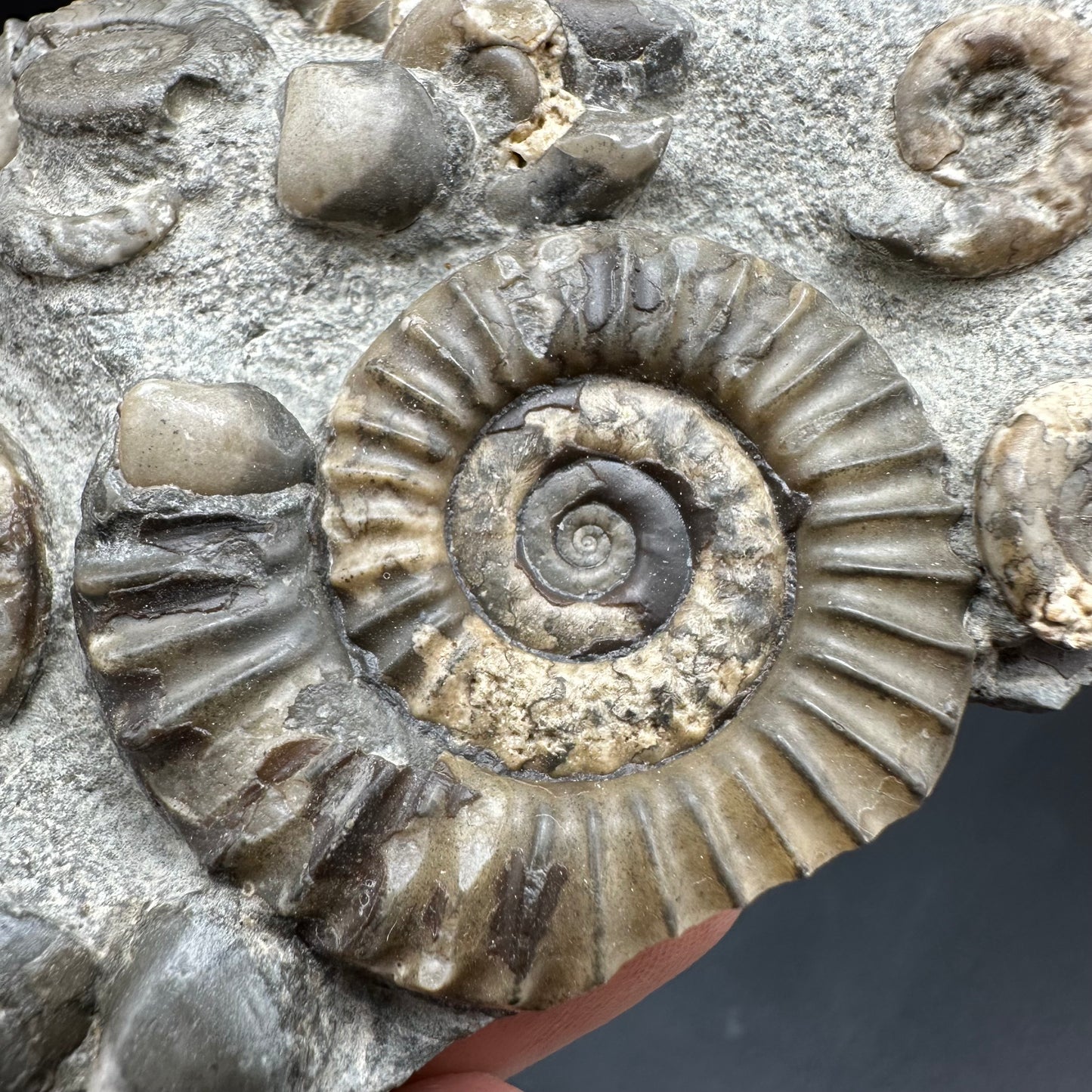 Arnioceras ammonite shell fossil with box and stand - Whitby, North Yorkshire Jurassic Coast Yorkshire Fossils