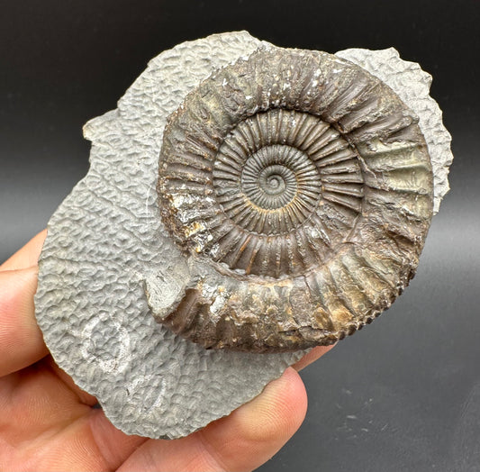 Dactylioceras Ammonite Fossil With box and Stand - Whitby, North Yorkshire Jurassic Coast Yorkshire Fossils