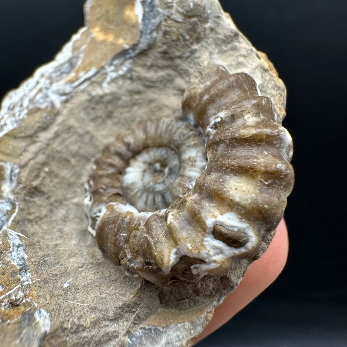 Androgynoceras capricornus Ammonite Fossil With Stand - Whitby, North Yorkshire Jurassic Coast Yorkshire Fossils