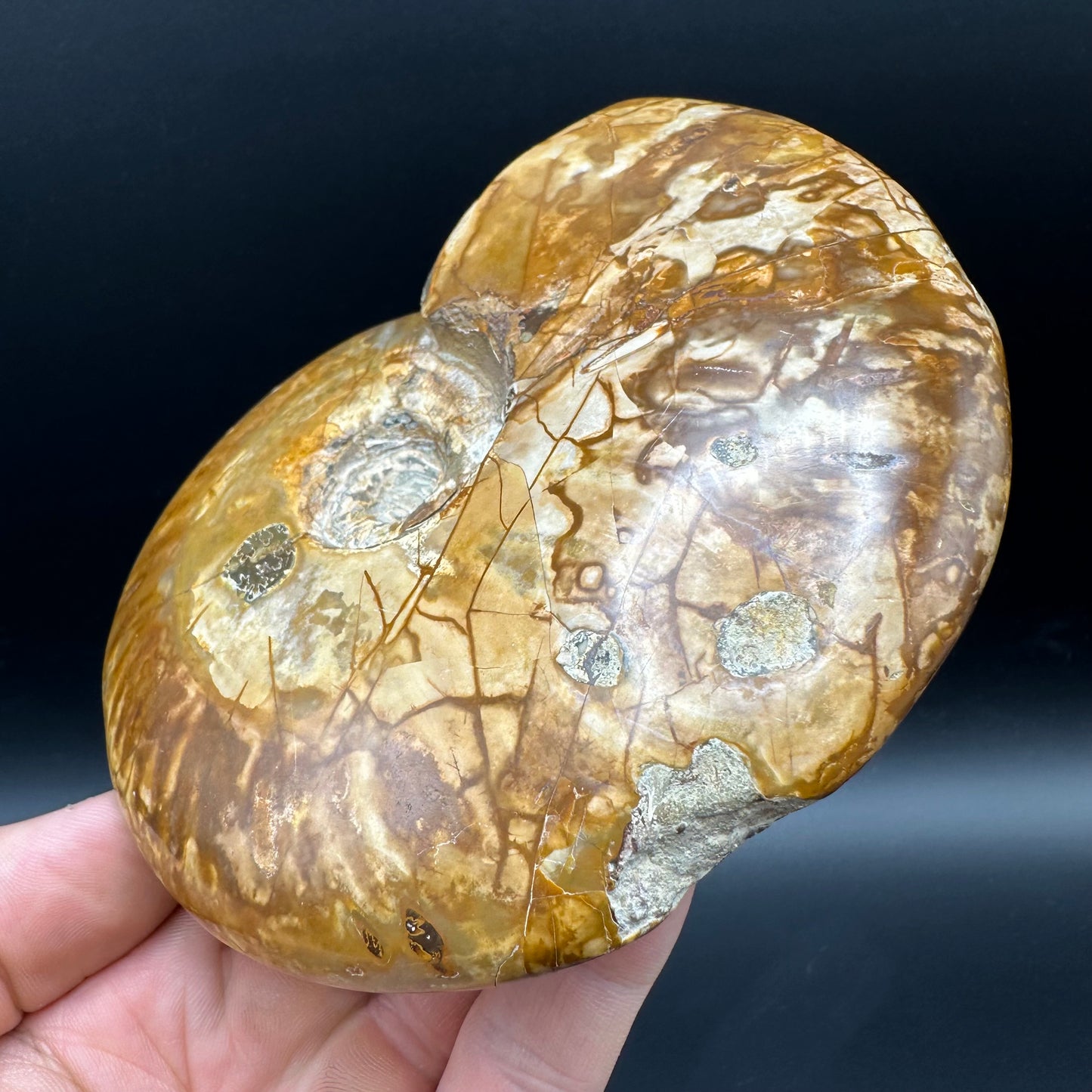Cleoniceras Ammonite Fossil With Stand - Cretaceous Ammonite Madagascar