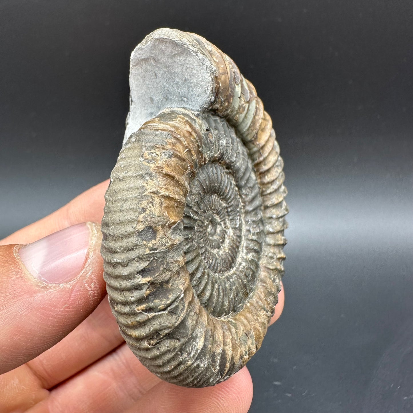 Dactylioceras Ammonite Fossil With Box And Stand - Whitby, North Yorkshire Jurassic Coast Yorkshire Fossils