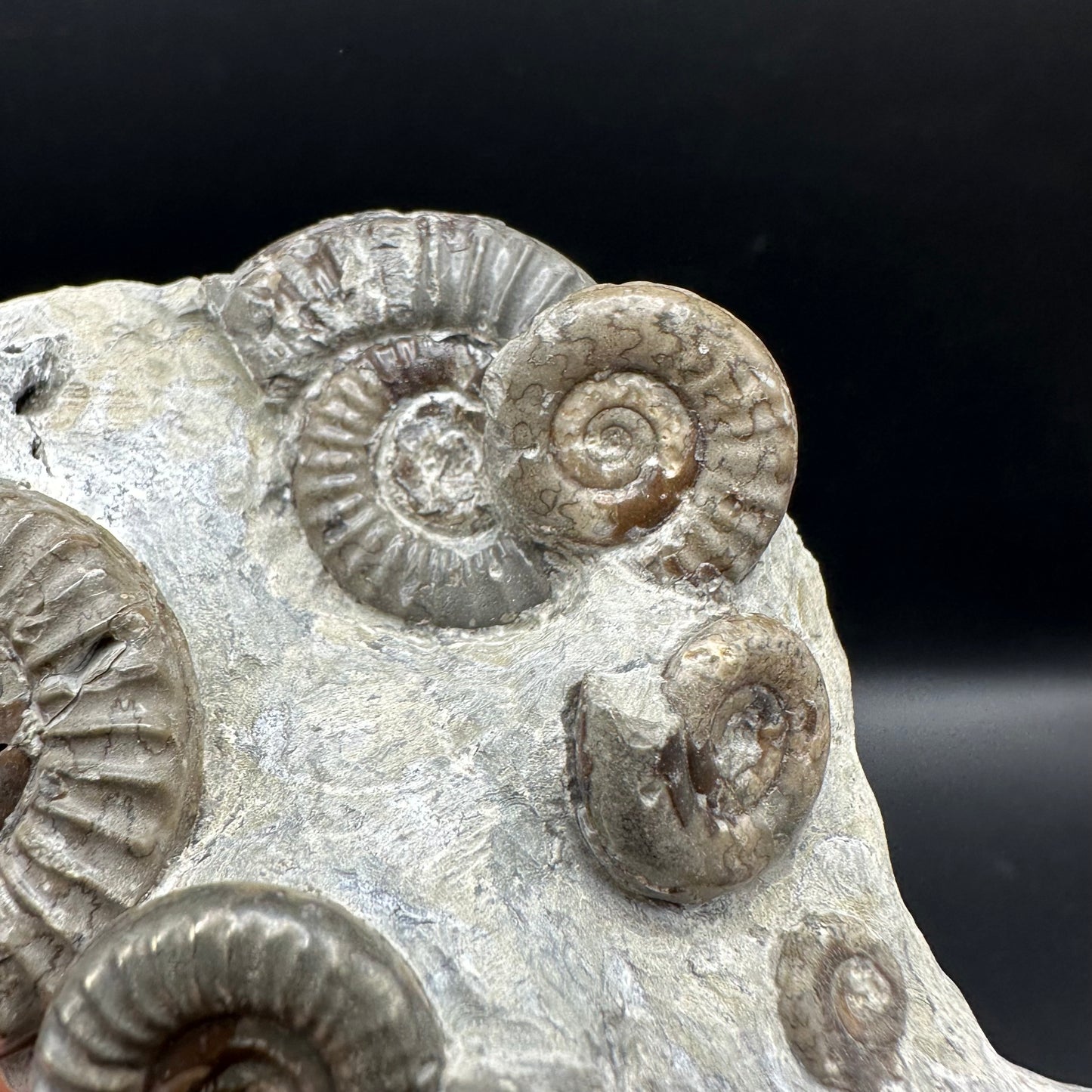 Arnioceras ammonite shell fossil with box and stand - Whitby, North Yorkshire Jurassic Coast Yorkshire Fossils