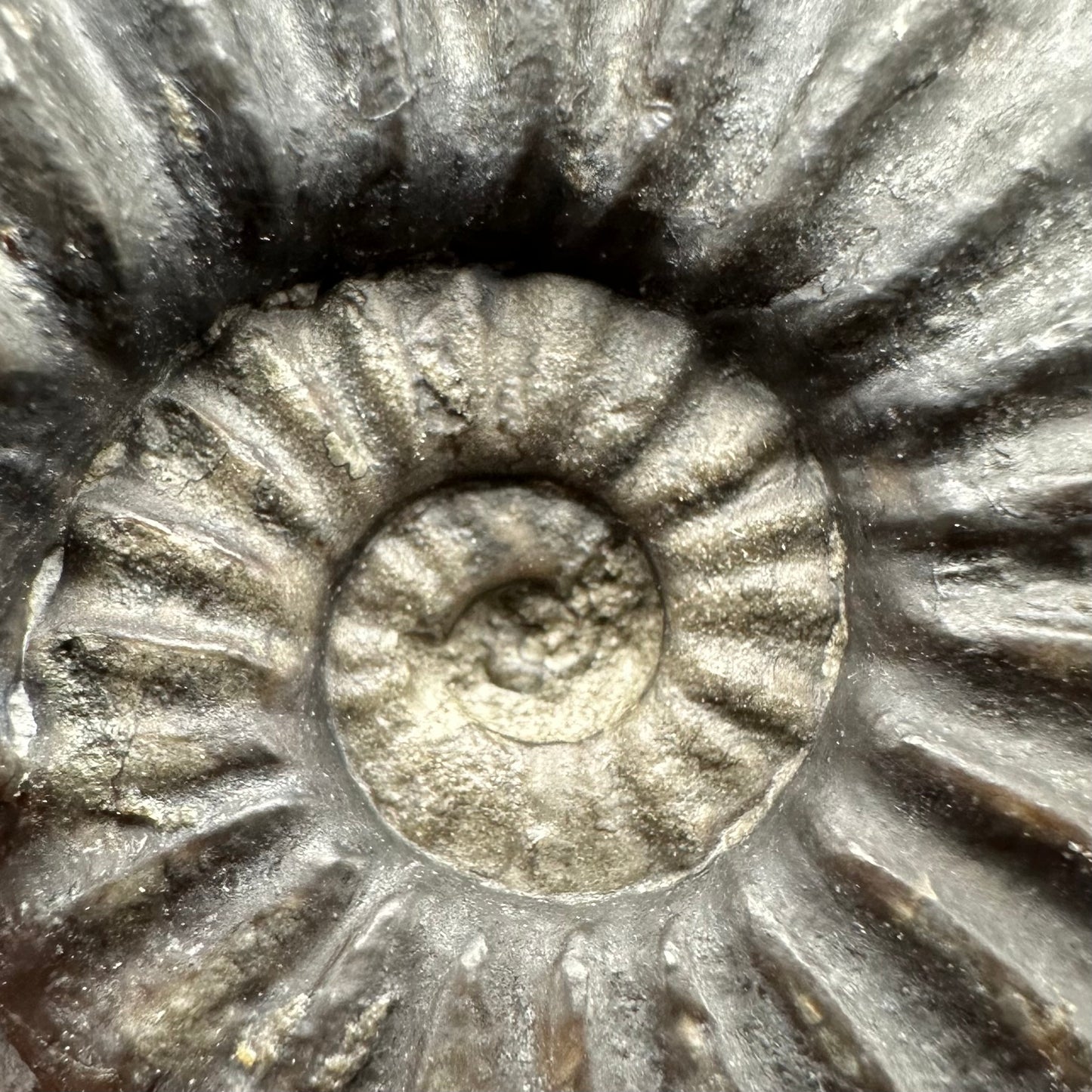 Asteroceras Ammonite fossil with box and stand - Whitby, North Yorkshire Jurassic Coast Yorkshire Fossils