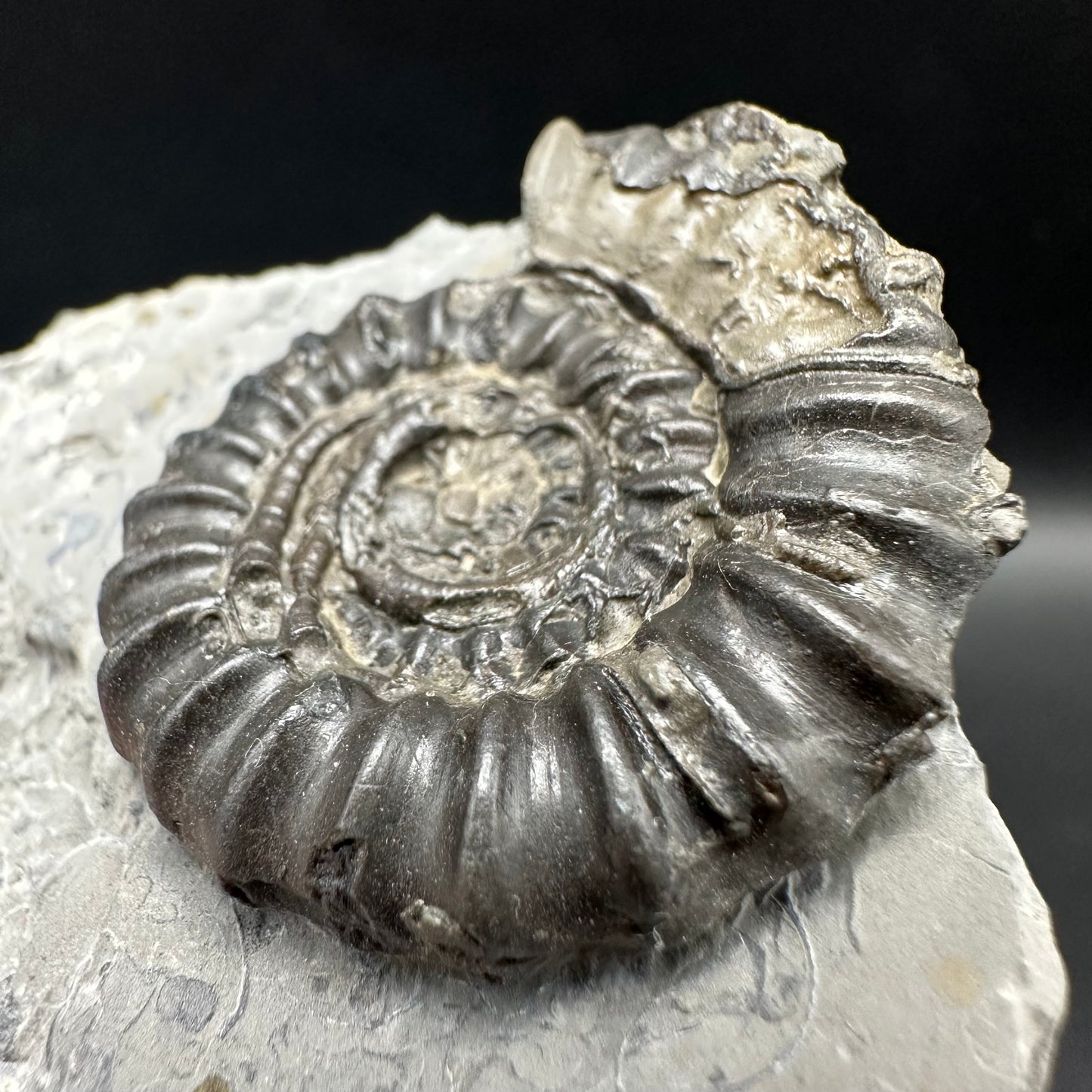 Gagaticeras Ammonite fossil with box and stand - Whitby, North Yorkshire Jurassic Coast Yorkshire Fossils