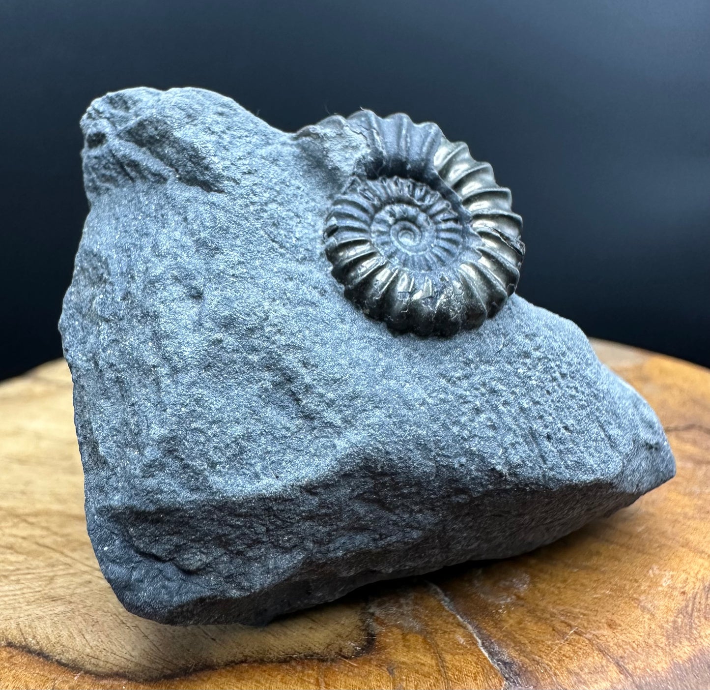 Promicroceras ammonite shell fossil with box and stand - Whitby, North Yorkshire Jurassic Coast Yorkshire Fossils