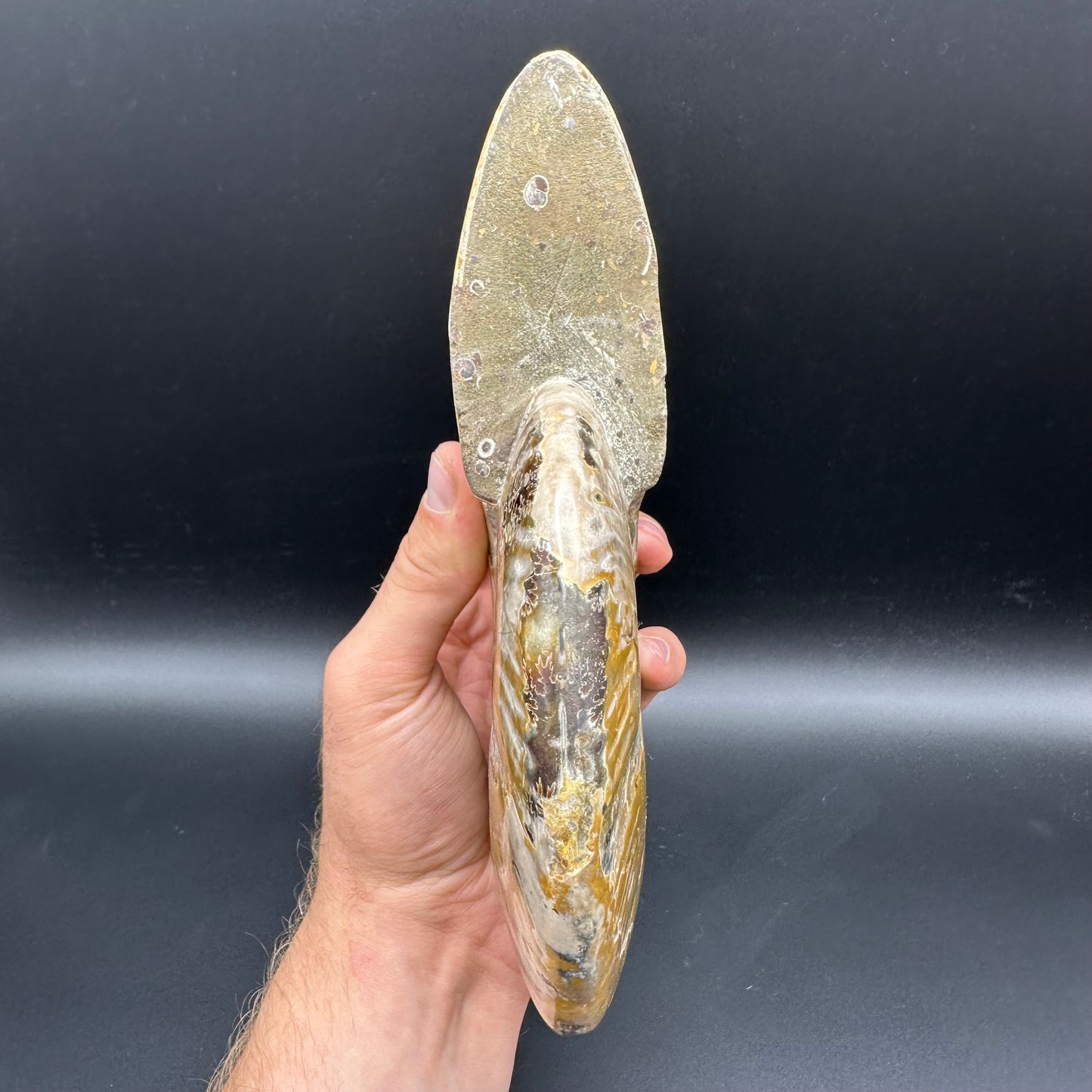 Cleoniceras Ammonite Fossil With Stand - Cretaceous Ammonite Madagascar