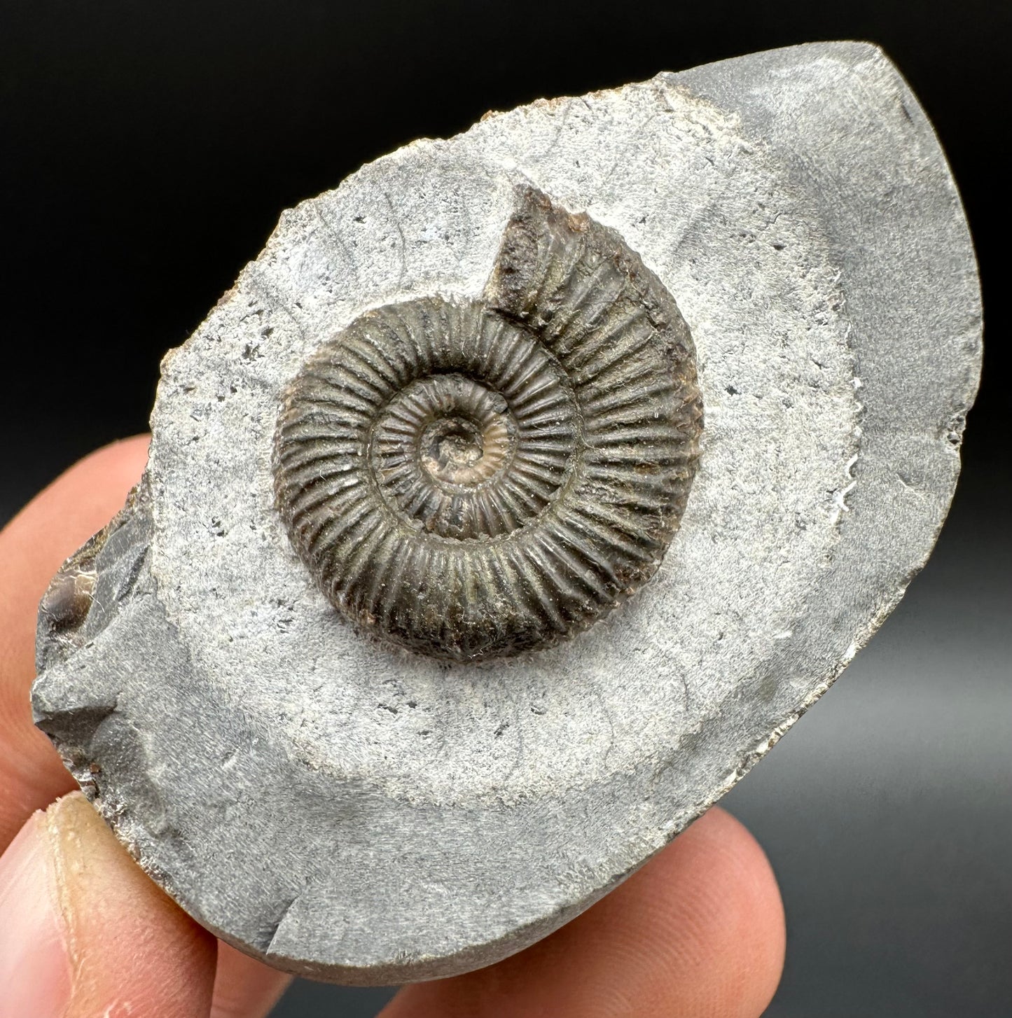 Dactylioceras Ammonite Fossil With Box And Stand - Whitby, North Yorkshire Jurassic Coast Yorkshire Fossils